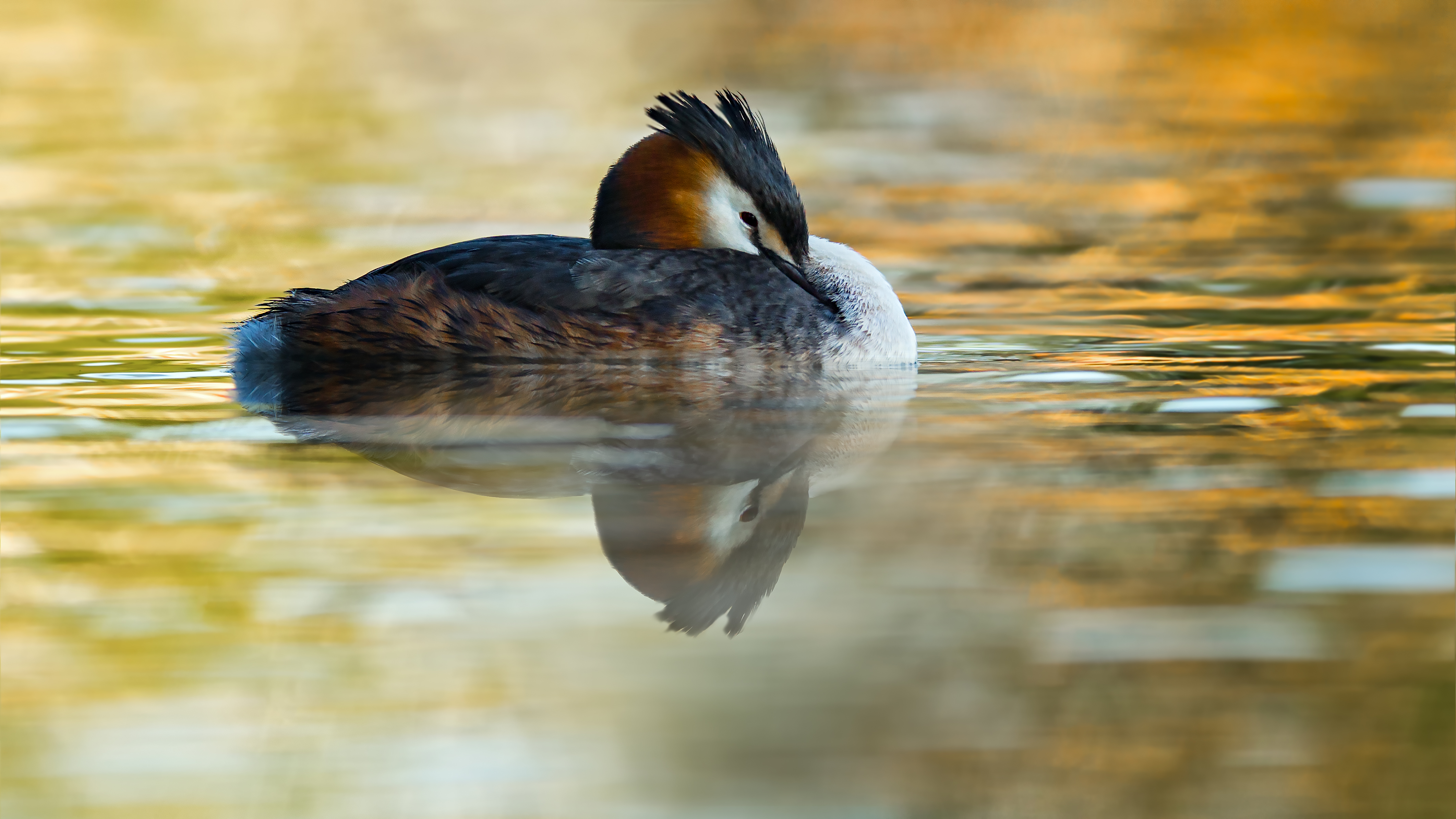 Grebe (10)